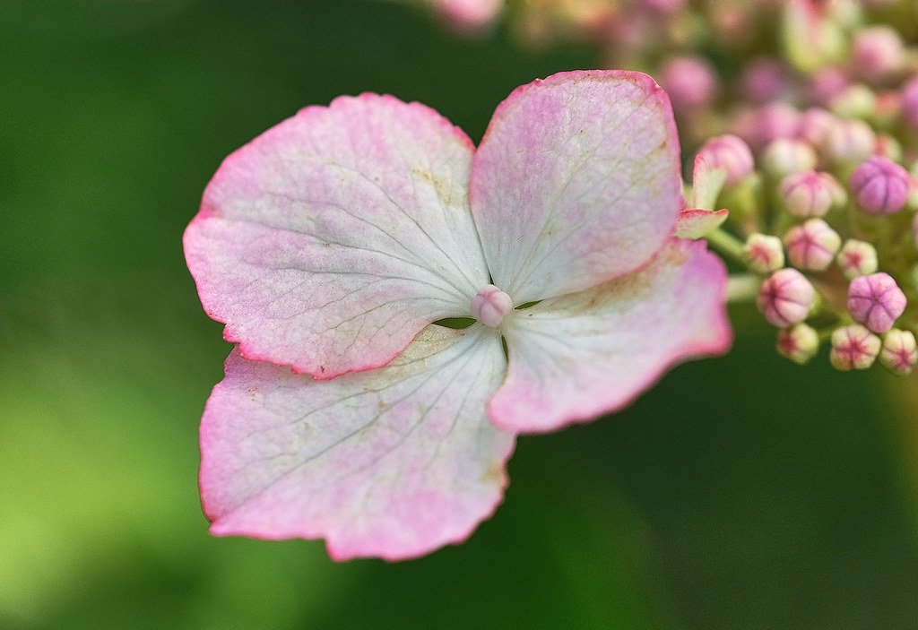 ⛩️ 미토 하치만구 신사(미토 하치만구) 이미지 5